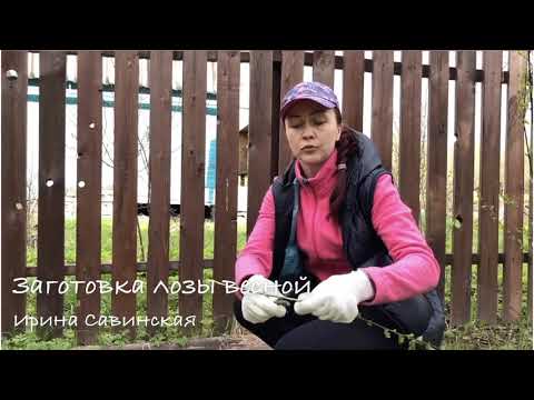 Видео: Заготовка лозы весной
