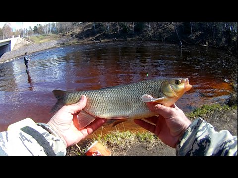 Видео: Рыбалка на Чёрной речке, язь, плотва, елец.