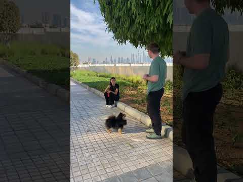 Видео: Первое занятие с Джульеттой! Простые но важные вещи в дрессировке!