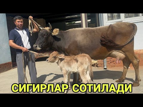 Видео: 15л СУТ БЕРАДИГОН ШВЕД КОРА ТИГДОР СИГИРЛАР ☎️+998 93 508 08 32 СОТИЛАДИ SOTILADIGON SIGIRLAR NARXI