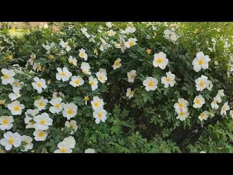 Видео: Сетка для круглой формы