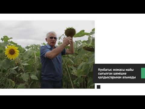 Видео: Күнбағысты прогрессивті өсіру тәсілі