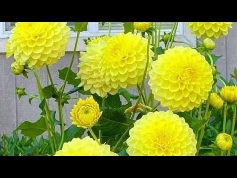 Видео: георгины