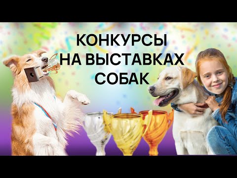 Видео: Конкурсы на выставке собак - Ребенок и собака - Юный хэндлер - Best in Show - Чемпионат IKU
