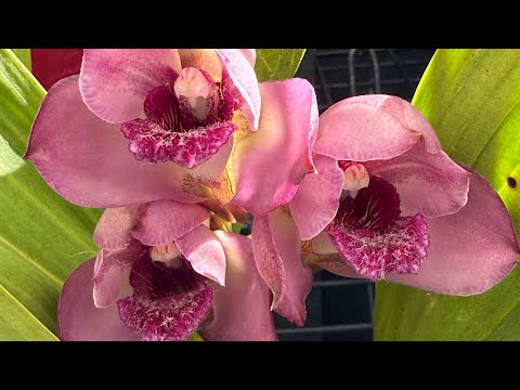 Видео: Обзор цветиния Орхидеи, Гардении 🫠