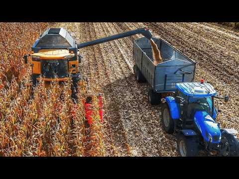 Видео: УРОЖАЙ КУКУРУЗЫ 2024 NEW HOLLAND CR CAPELLO DIAMANT