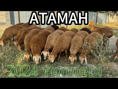 Видео: АТАМАННЫҢ 2024 төлдері САТЫЛАДЫ +77788294888