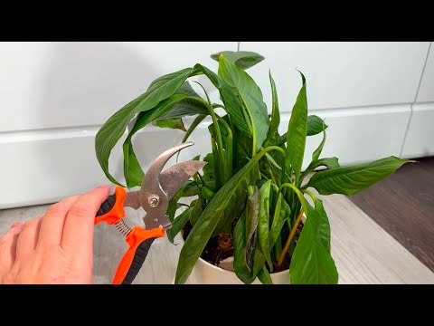 Видео: СПАТИФИЛЛУМ выращиваю ТОЛЬКО ТАК! Даже чахлый цветок оживет, позеленеет и зацветет!