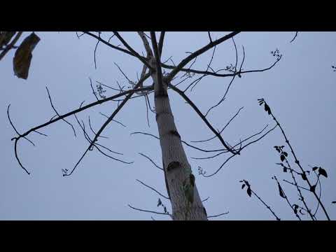 Видео: Павловния из семян. Результаты роста за 2020 год.