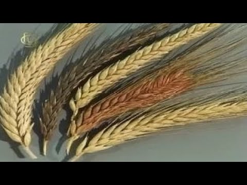 Видео: Общая биология. Гибридизация в селекции растений