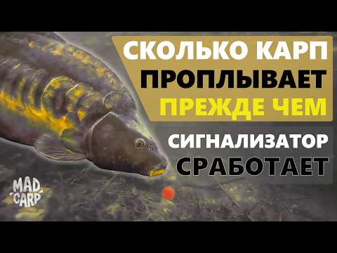 Видео: Сколько проплывает карп после поклёвки, прежде чем срабатывает сигнализатор? Реальный тест на воде.