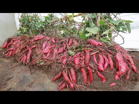 Видео: как вырастить сладкий картофель в мешках для такого количества клубней