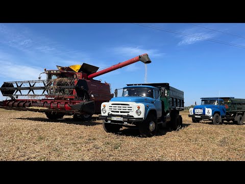 Видео: Де вона❓СОЯ Є❗️Протеїну НЕМА❗️Збираємо Сою 0084LL ✅Case 2388 авттопілот від Spray Force