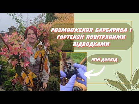 Видео: Результат размножения барбариса и гортензии – воздушными отводками. Мои "зеленые эксперименты