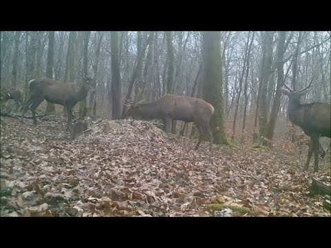 Видео: По следите на елените / On the tracks of the deer