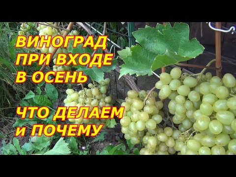 Видео: ВИНОГРАД  ПРИ ВХОДЕ В ОСЕНЬ. ЧТО ДЕЛАЕМ и ПОЧЕМУ