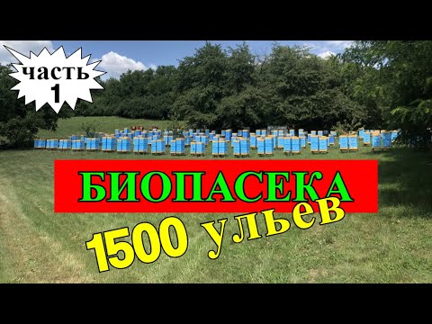 Видео: БИОПАСЕКА И 1500 УЛЬЕВ ЗА СЕЗОН/На пасеке Андрея Бодяна 2019