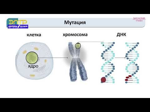Видео: 10-класс | Биология  | Өзгөргүчтүк закон ченемдүүлүктөрү. Мутациялар жана мутагендик факторлор