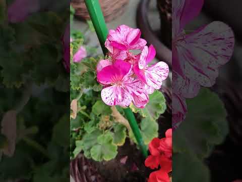 Видео: 1 ноября 2025 г.