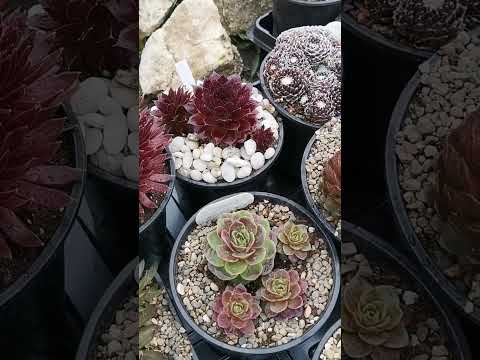 Видео: Молодило. Обзор сортов sempervivum.