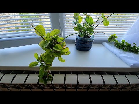 Видео: Эхинодорусы на подоконнике