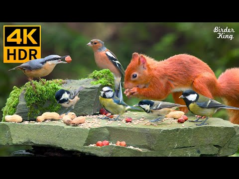 Видео: КОШКА ТВ 😺❤️ Очаровательные птицы и белки во дворе 🐿️ 4K HDR