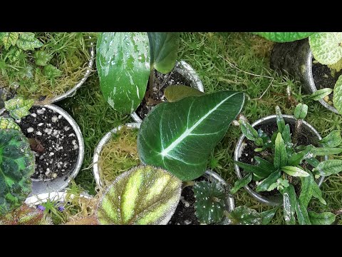Видео: КОМНАТНЫЕ РАСТЕНИЯ(ЦВЕТЫ).ОЧЕНЬ НУЖНЫЕ ПОКУПКИ И ОБЗОР ФЛОРАРИУМА.