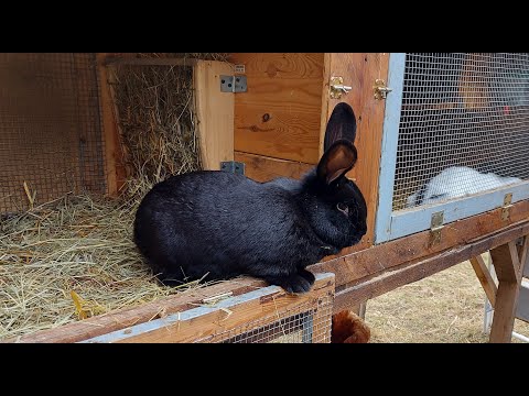 Видео: 🐇КРОЛИКИ🐇 ДЕРЕВНЯ⛪ГЕРМАНИЯ