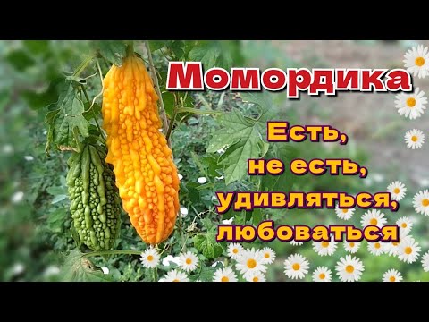 Видео: Момордика. Выращиваем, готовим, дегустируем.