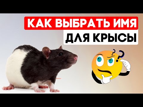 Видео: Как назвать крысу и приучить её к имени? Имена для крыс