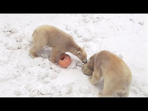 Видео: Показательное кормление белых медведей в Новосибирском зоопарке 08.02.2020