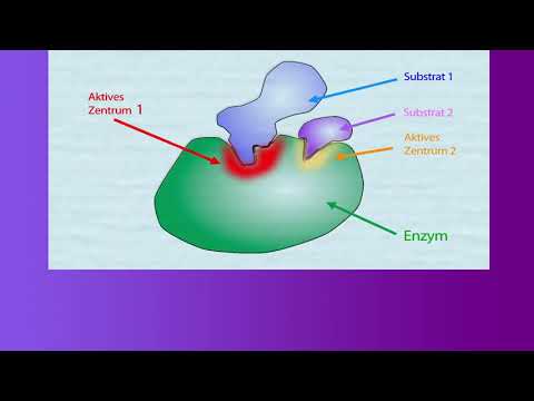 Видео: Ензимите -  кратко учебно видео