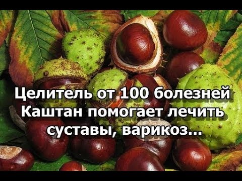 Видео: Целитель от 100 болезней - Каштан помогает лечить суставы, варикоз...