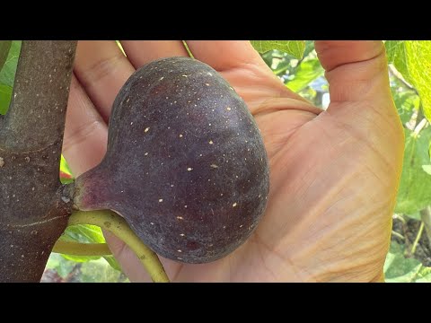Видео: Фиговые деликатесы в теплице!
