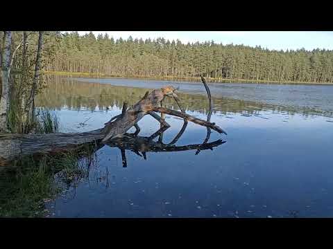 Видео: Ольшанники сентябрь 2024г