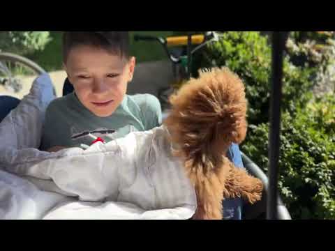 Видео: Спят усталые игрушки книжки спят