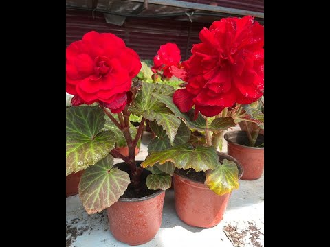 Видео: Бегонияны уйкуга кетириш керекпи же жокпу?👇