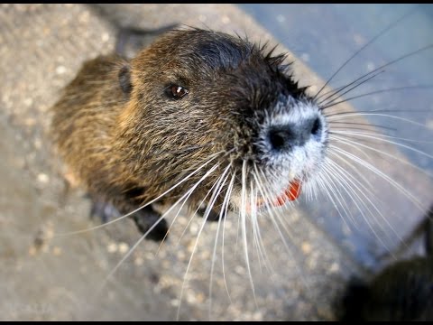 Видео: Чем я кормлю Нутрий, выращивание нутрий, разведение нутрий, корм для нутрий