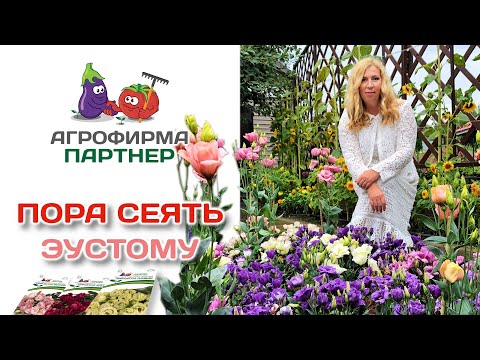 Видео: Пора сеять эустому!