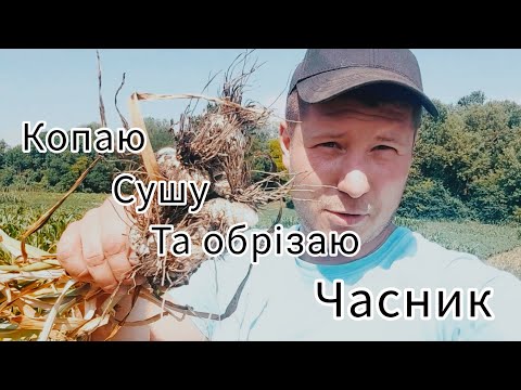 Видео: Копаю часник мотоблоком)) обрізаю бадилля сегментами з комбайну))