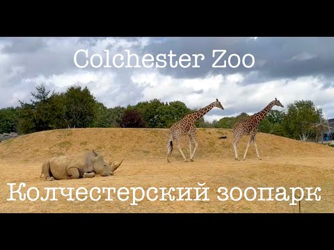 Видео: Шокирующий шимпанзе и другие звери в зоопарке | Wild animals in Colchester Zoo 13 September 2025