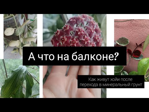 Видео: А что на балконе, 2 часть