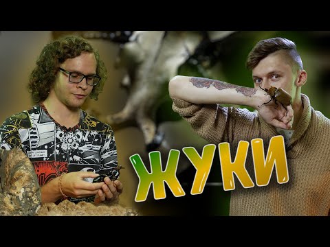 Видео: Жуки как домашние питомцы. Какие они бывают, как их содержать, как вырастить от личинки до имаго.