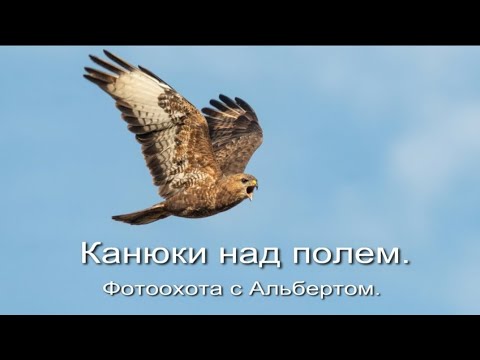 Видео: Фотоохота с Альбертом. Канюки над полем.