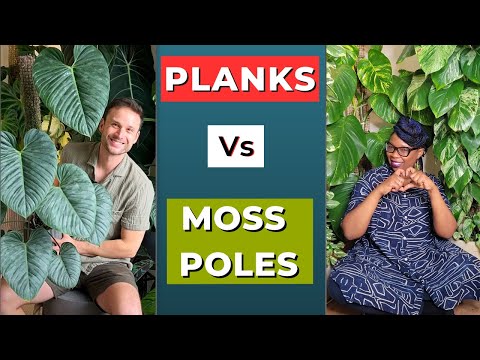 Видео: Мшистые столбы против досок: решающее противостояние