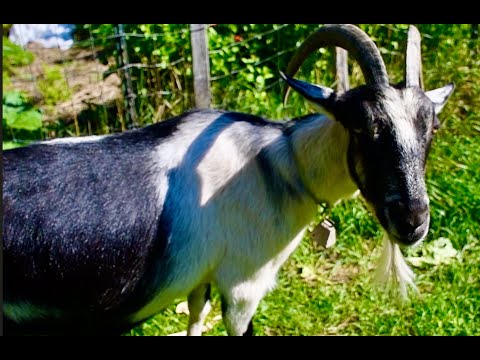 Видео: Просто обновление