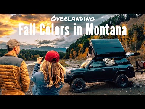 Видео: Осенью в Монтане 🍂