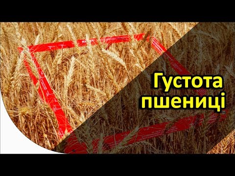 Видео: Густота пшеницы - как считать?