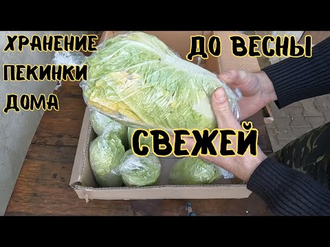 Видео: Хранение пекинской капусты зимой в домашних условиях. Как хранить пекинку зимой. #пекинка