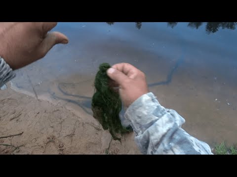 Видео: Субботник по Очистке Дна и Рыбалка на Луге